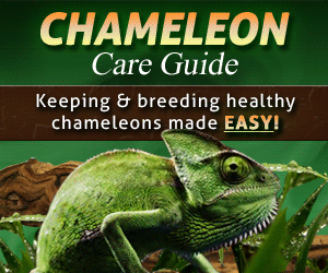 Chameleon Care Guide: Raise a Happy and Healthy Pet Chameleon